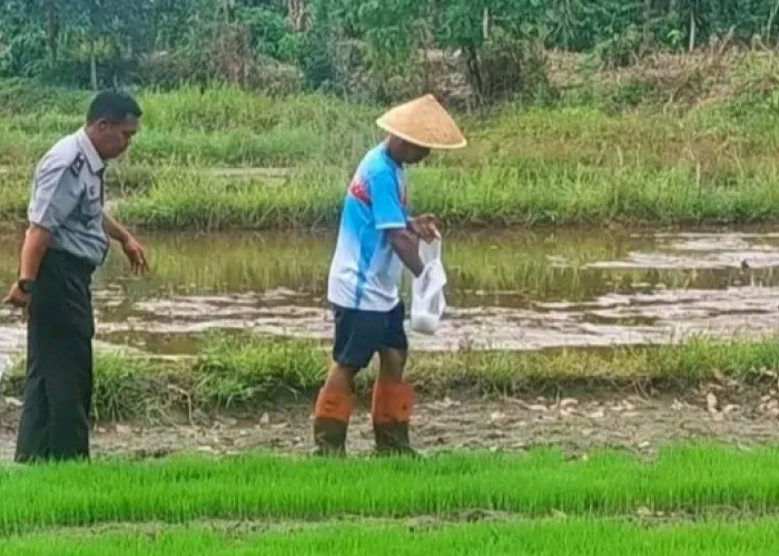 Lapas Empat Lawang Lakukan Penyemaian Bibit Padi Unggul Dukung Program Pemerintah dan Kemandirian Warga Binaan