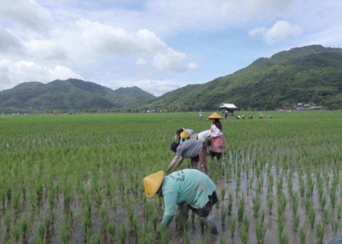 Gotong Royong Jadi Kekuatan Utama, Desa Manemeng Bangun Ekonomi Mandiri Lewat Program Desa BRILiaN