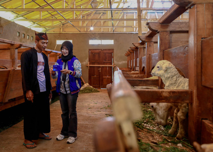 Idul Adha Jadi Momentum, BRI Peduli Tingkatkan Produktivitas Peternak Domba di Desa BRILiaN Sukalaksana Garut