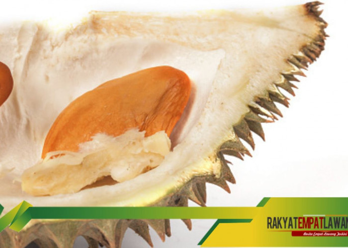 Pemanfaatan Biji Durian Sebagai Sumber Energi dan Tenaga, Baca Disini!