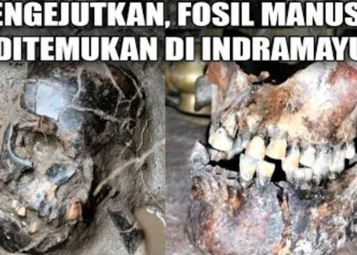 Arkeolog Terguncang, Fosil Manusia Homo Sapiens Ditemukan di Indramayu