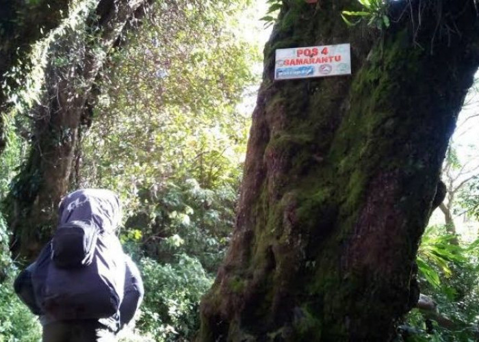 Keajaiban di Pintu Dunia Lain: Eksplorasi Gunung Selamet di Pos Samarantu