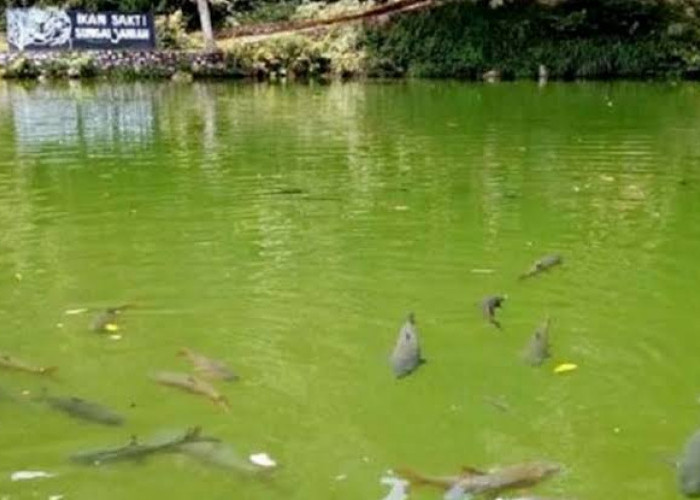 Misteri Ikan Sakti Sungai Janiah: Kutukan, Legenda dan Pesona Wisata!