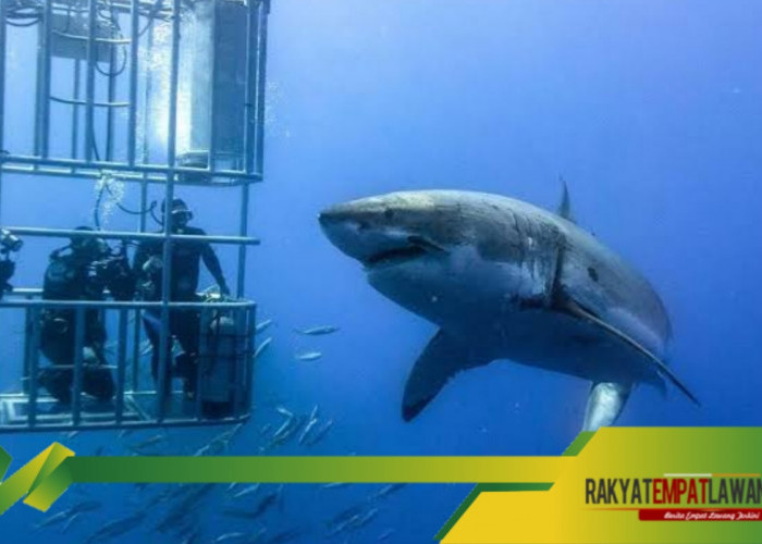 Menghadapi Predator Laut: Cage Diving dengan Hiu di Gansbaai, Afrika Selatan