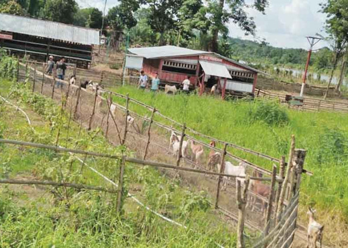 Kelompok Ternak Babinsa Farm Sukses Kembangkan Kambing Etawa di Lahat