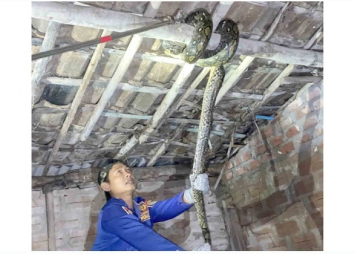 Warga Desa Mataram Apresiasi Petugas Damkar Mura Evakuasi Ular Sanca 3 Meter