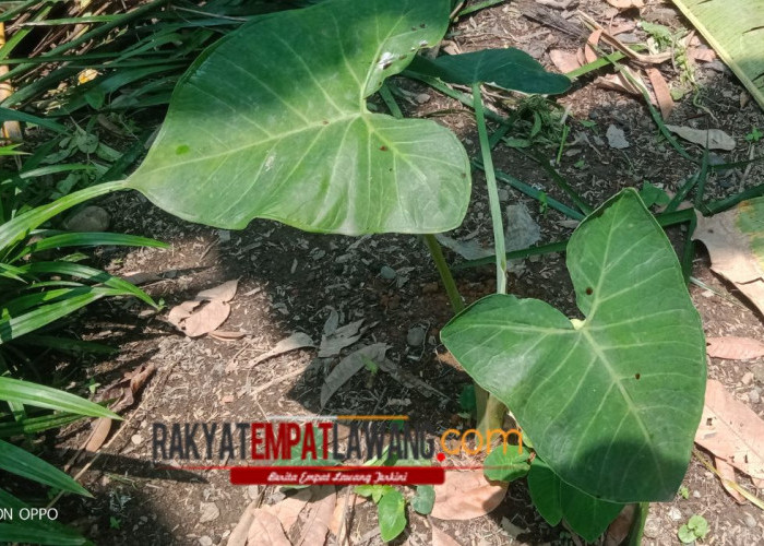 Banyak Yang Belum Tau Manfaat Talas bagi Kesehatan Berikut Kita Bahas