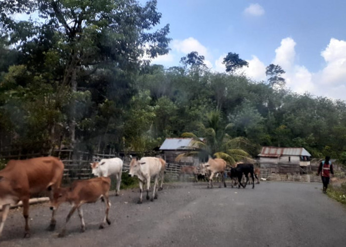 Membahayakan Pengendara, Hewan Ternak Warga Berkeliaran di Jalan Raya