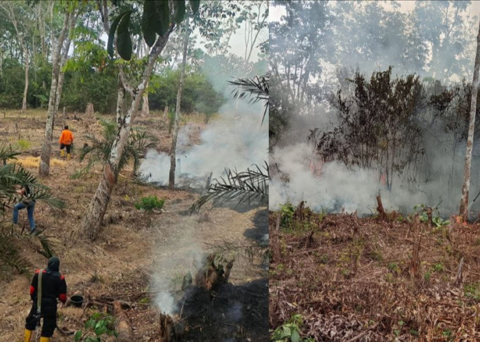 Kebakaran 4 Hektare Lahan di Tanjung Ning Empat Lawang, BPBD dan Damkar Berjuang 4 Jam Padamkan Api