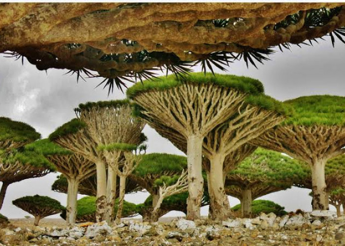 Banyak yang Nggak Tau, Ini Misteri Pulau Socotra, 5 Fakta Unik dan Klaim Terkait Dajjal