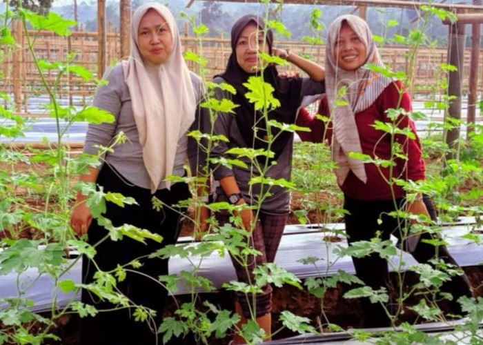 Pulo Mas Disulap Jadi Kebun Sayur Subur, Siap Sambut PEDA KTNA Sumsel 2025
