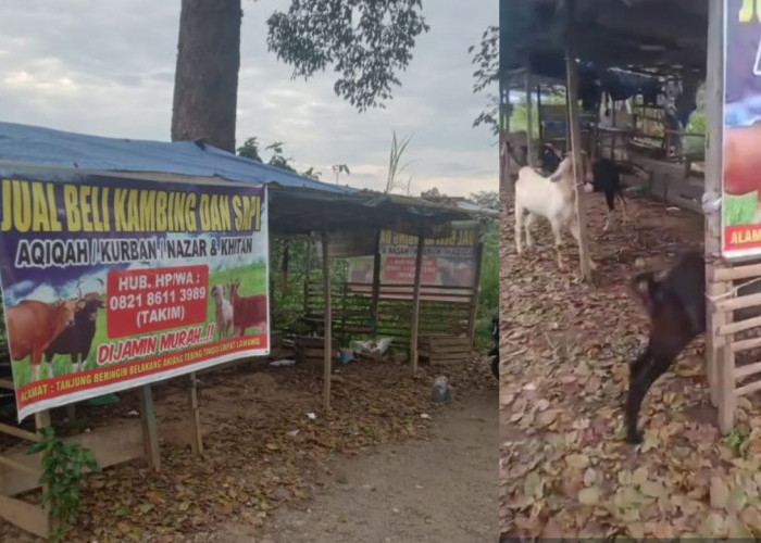Jelang Idul Adha, Warga Empat Lawang Bisa Dapatkan Kambing Kurban Murah Berkualitas di Tebing Tinggi