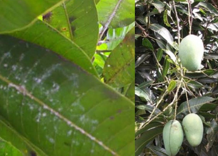 Mengatasi Hama pada Daun Mangga dengan Bumbu Dapur Sederhana