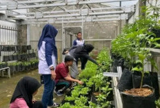 Dukung Kemandirian Pangan, Lapas Kelas IIB Empat Lawang Optimalkan Perawatan Kangkung dan Melon di SAE