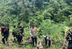 Jalan Kaki, Polres Empat Lawang Ungkap Ladang Ganja 3 Hektar 8 Karung Siap Edar Senilai Rp1 Miliar Diamankan