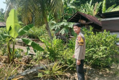 Bhabinkamtibmas Polsek Pendopo Cek Pekarangan Bergizi Warga Tanjung Baru, Dukung Ketahanan Pangan