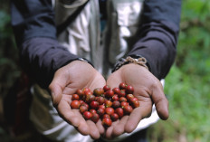 Lewat Program Desa BRILiaN, Desa Pajambon di Kuningan Jadi Contoh Transformasi Ekonomi Desa Berbasis Potensi L