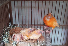 Tren Budidaya Kenari Merah Lokal di Kediri Terus Meningkat