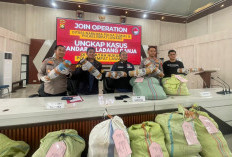 Dirresnarkoba Polda Sumsel dan Polres Empat Lawang Bongkar Bandar dan Ladang Ganja 3 Hektar