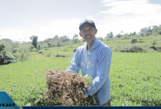 Hebat! Desa BRILiaN Tompobulu Jadi Bukti Nyata Sinergi Potensi Lokal dan Digitalisasi Dongkrak Ekonomi Desa