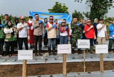 Joncik Muhammad Pimpin Penanaman Perdana Bawang Putih di Pulau Mas Empat Lawang