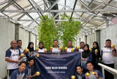 Panen Melon Inthanon di SAE, Lapas Empat Lawang Buktikan Pembinaan Warga Binaan Berdaya 