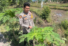 Bhabinkamtibmas Cek Pekarangan Bergizi di Kungkilan, Dorong Warga Wujudkan Ketahanan Pangan Mandiri
