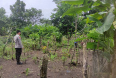 Dorong Ketahanan Pangan, Bhabinkamtibmas Tebing Tinggi Pantau Pekarangan Bergizi Warga