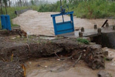 Banjir Terjang Paiker Empat Lawang! Puluhan Hektare Sawah Hancur, Bendungan Jebol, Warga Terendam Air Selutut