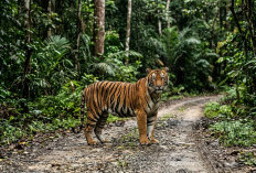Kisah Jakuk dan Harimau di Jalan Hutan Tebing Tinggi