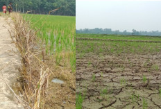 Kemarau Panjang Ancam Puluhan Hektare Sawah di Tanjung Kupang Baru Gagal Panen