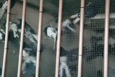 Gagalkan Penyelundupan Dini Hari, Karantina Kalbar Amankan 705 Ekor Burung Ilegal