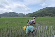 Gotong Royong Jadi Kekuatan Utama, Desa Manemeng Bangun Ekonomi Mandiri Lewat Program Desa BRILiaN